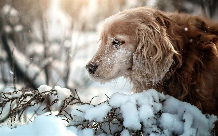 ゴールデンレトリーバー, 冬, 雪, 朝, 森林, 巻き茶犬, ペット, 犬, ラブラドール