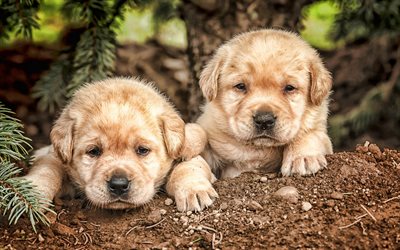 small labradors, pets, puppies, retrievers, small puppies, twins, golden retriever, cute animals, HDR