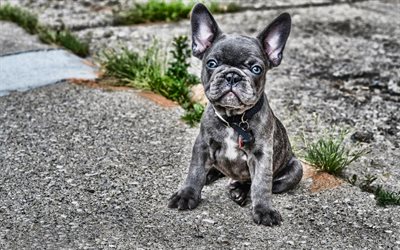 gray french bulldog, bokeh, dogs, puppy, close-up, pets, small french bulldog, cute animals, bulldogs, HDR, french bulldog