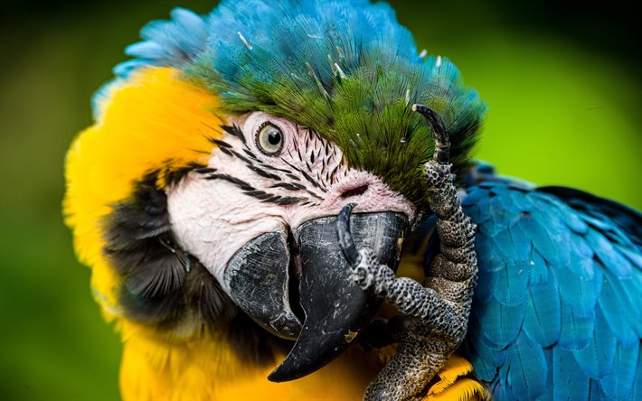 Blue-and-yellow macaw, blue and yellow parrot, macaw, beautiful birds, blue-and-gold macaw