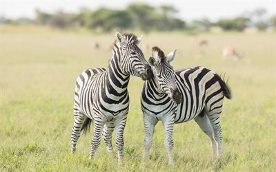 zebras, a vida selvagem, animais selvagens, pequenas zebras, &#193;frica, savannah