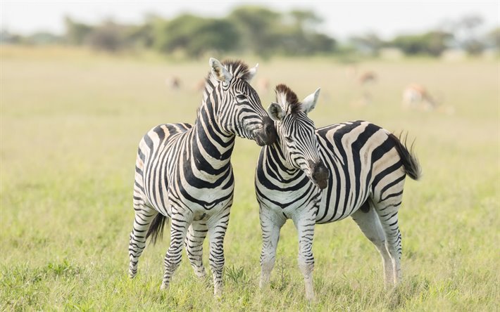 zebror, vilda djur, sm&#229; zebror, Afrika, savannah