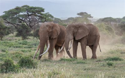 Afrikanska elefanter, vilda djur, elefanter, Afrika, kv&#228;ll, savannah