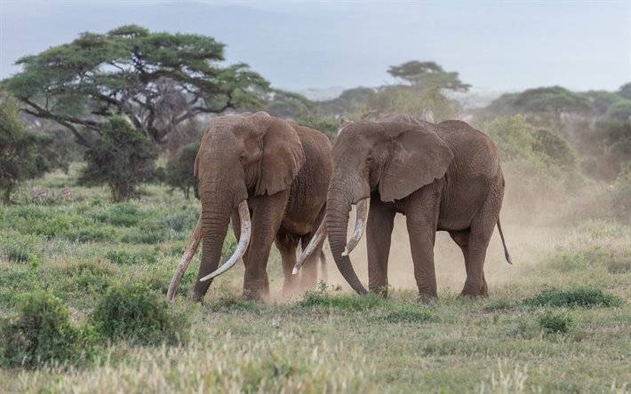 afrikanische elefanten, wildlife, wildtiere, elefanten, afrika, abend, savannah