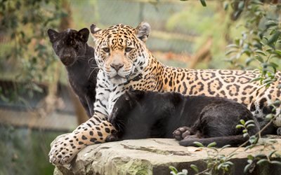 jaguars, wild cats, a small jaguar, wildlife, forest