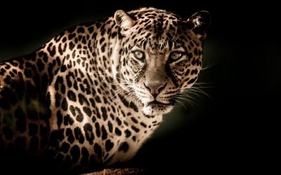 leopard, 4k, la faune, les pr&#233;dateurs