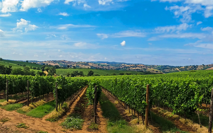 Tuscany, 4k, vineyards, agriculture, summer, Europe, Italy