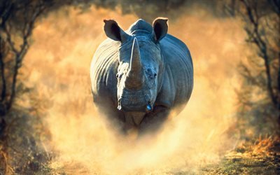 rhino, 4k, Afrika, k&#246;r, nosh&#246;rningar, vilda djur, damm