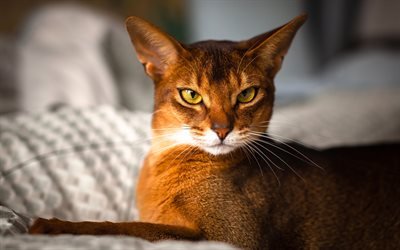 Abyssinian Cat, 4k, cute animals, cats, Abyssinian