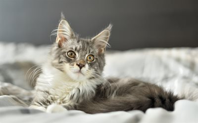 Maine Coon, cat, gray cat, pets, cute animals
