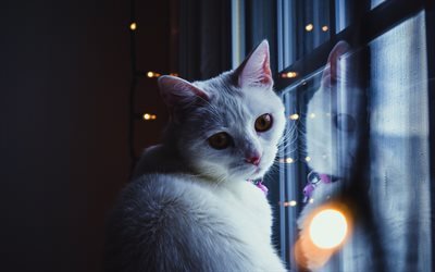 Turkish Angora, white cat, window, garland, evening, New Year, Christmas