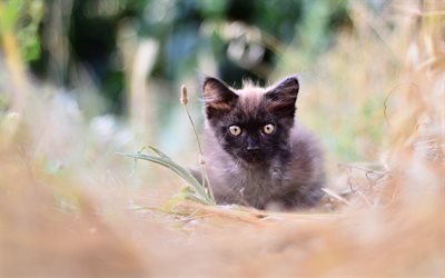 fofo gato marrom, Siamese cat, gatinho, desfoque, animais bonitinho, gatos