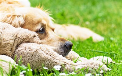 Golden Retriever, c&#233;sped, bokeh, la hierba verde, los perros, las mascotas, el labrador, el Golden Retriever Perro
