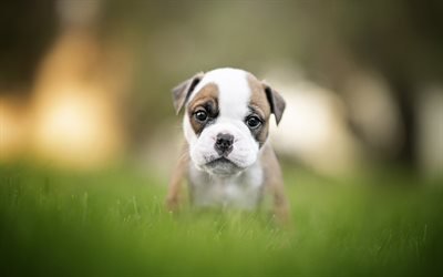 İngilizce bulldog, k&#252;&#231;&#252;k sevimli k&#246;pek, evcil hayvan, sevimli hayvanlar, k&#246;pek, bulldogs, yeşil &#231;imen, bulanıklık