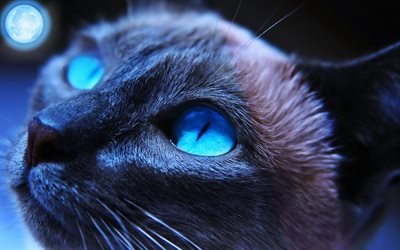 Gato siam&#233;s, primer plano, esponjoso gato, ojos azules, gato dom&#233;stico, animales dom&#233;sticos, animales lindos, los gatos Siameses