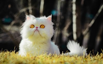 Persian Cat, lawn, yellow eyes, fluffy cat, bokeh, white cat, cats, close-up, domestic cats, pets, whiite Persian Cat, cute animals, Persian