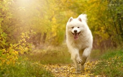 Samoyed, 大きなふわふわの白い犬, ペット, 森林, 秋, かわいい動物たち, 犬