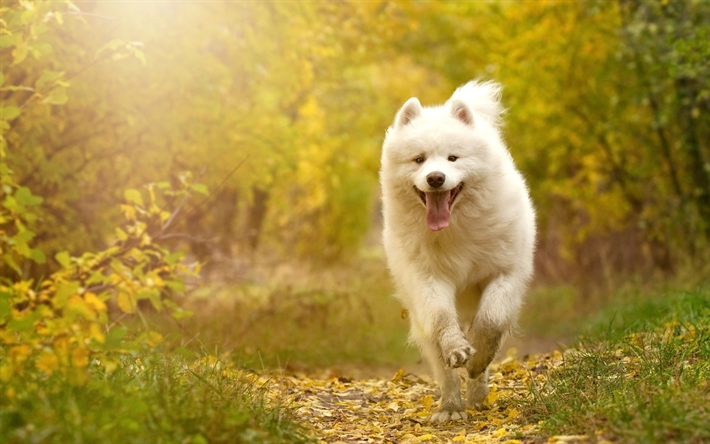 Samojed, stora fluffiga vita hunden, husdjur, skogen, h&#246;st, s&#246;ta djur, hundar