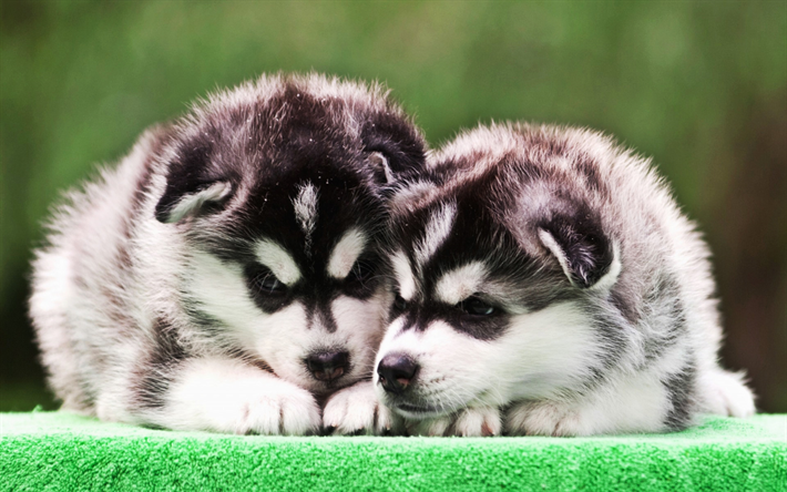Husky Dogs, puppies, family, small husky, pets, bokeh, cute animals, Siberian Husky, dogs, Husky