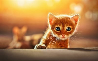 gengibre gatinho, close-up, ginger cat, olhos azuis, o gato dom&#233;stico, animais de estima&#231;&#227;o, gatos, animais fofos, gatinhos