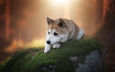 Shiba Inu, little puppy, forest, cute little dogs, ginger dog, Japanese breed dog, autumn