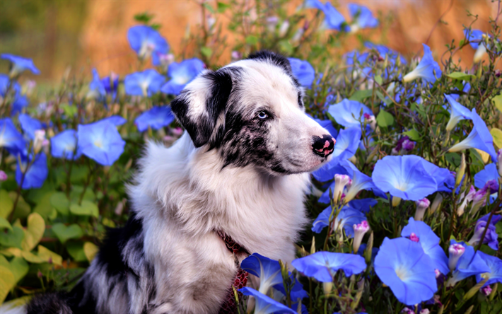 الراعي الاسترالية, الصيف, لطيف الاسترالي, الكلاب لطيف, الزهور الزرقاء, الحيوانات الأليفة, الكلاب, الاسترالي, أوراق, الحيوانات لطيف, الاسترالي كلب الراعي, HDR, الاسترالي الكلب