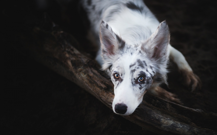 white dog with black spots, Aussie, Australian Shepherd, cute dog, pets, white Aussie, dogs