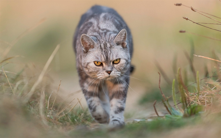 British shorthair gatto, animali domestici, grosso gatto grigio, blur, gatti, verde, erba