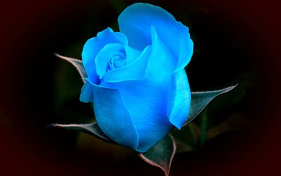 blu, rosa, macro, fiori blu, fiori, bocciolo, rose