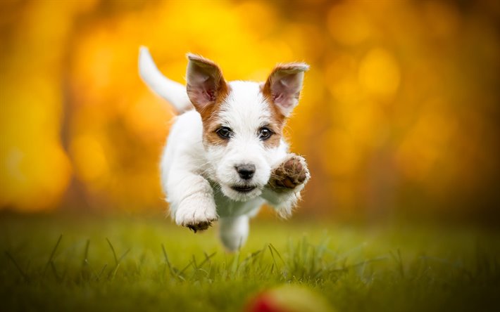 Jack Russell Terrier Corgi, l&#39;automne, les animaux de compagnie, chiens, bokeh, Terrier Jack Russell, chien mignon, Jack Russell Terrier Chien