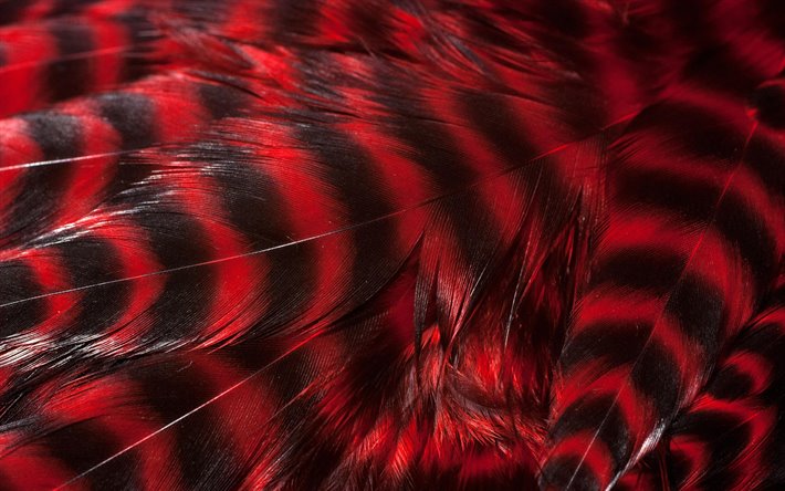 red feathers texture, 4k, feathers backgrounds, macro, background with feathers, close-up, feathers textures, red feathers background