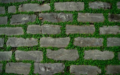 gris ladrillo textura de la pared, las hojas verdes entre los ladrillos, piedra de la textura, de la edad de piedra de fondo
