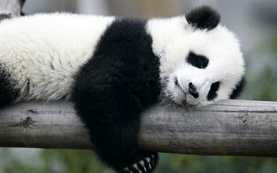 sleeping panda, 4k, cute animals, panda, Ailuropoda melanoleuca, panda on branch, funny animals