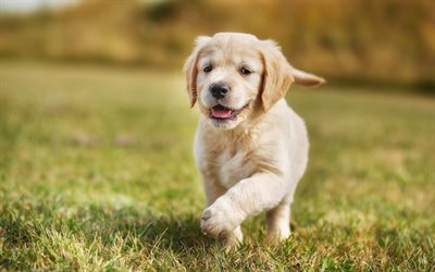 Golden Retriever, lawn, puppy, cute dogs, pets, small labradors, bokeh, dogs, Golden Retriever Dog, cute animals, Small Golden Retriever