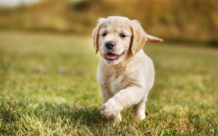 ダウンロード画像 ゴールデンレトリーバー 芝生 子犬 かわいい犬