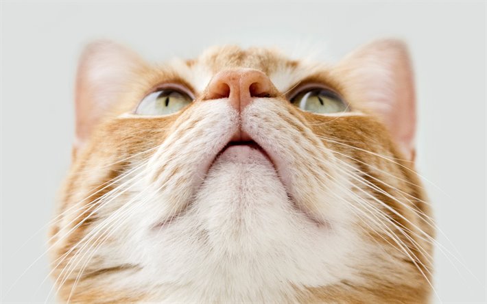 ginger cat, animais fofos, gato com olhos verdes, retrato, animais engra&#231;ados