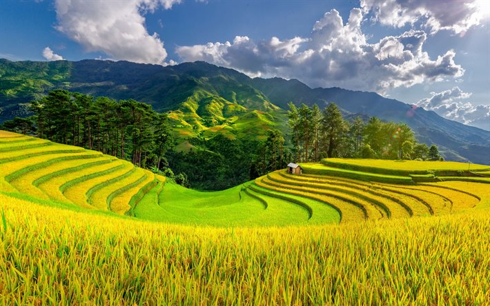 risf&#228;lt, kv&#228;ll, solnedg&#229;ng, gr&#246;na f&#228;lt, ris, bergslandskap, hur ris odlas, Kina