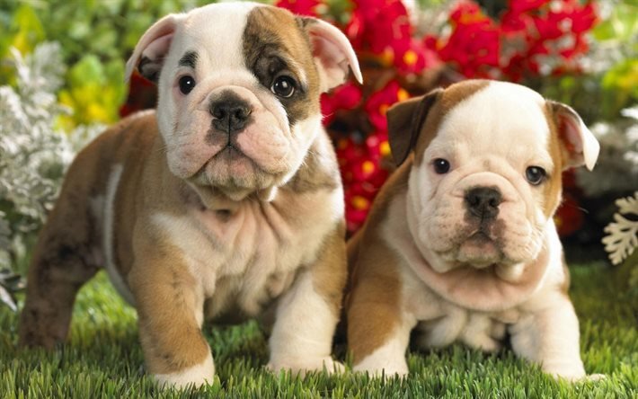 English bulldog, puppies, cute animals, Small dogs, small puppies