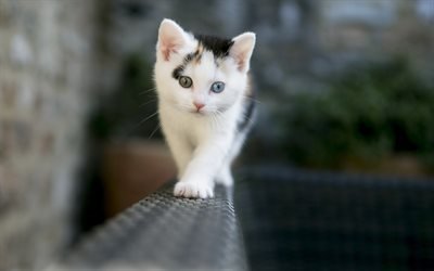 petit chaton, chaton blanc, les chats