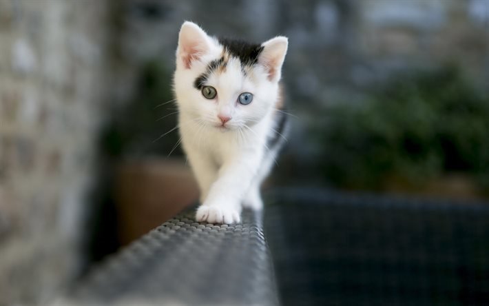 little kitten, white kitten, cats