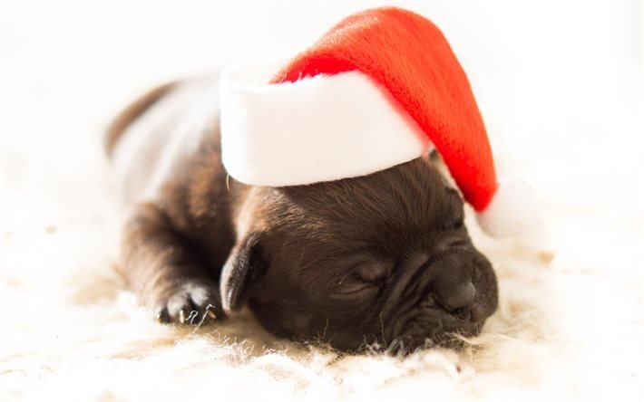Anno nuovo, cucciolo, cane di piccola taglia, animali carini, carino Babbo Natale