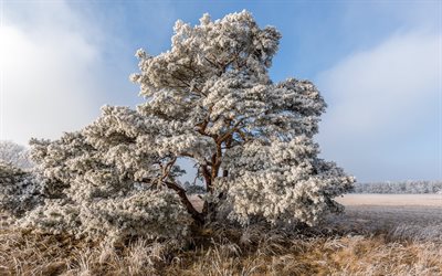talvi, lumisten puiden, lumi, aamulla, pakkasta, yksin&#228;inen puu