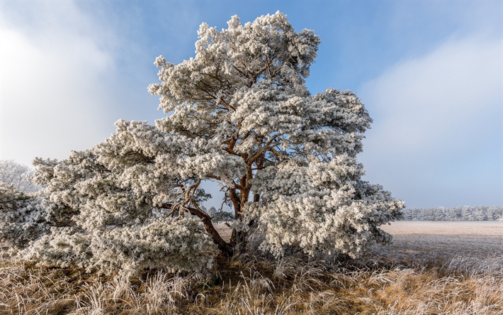 الشتاء, تغطيها الثلوج شجرة, الثلوج, صباح, الصقيع, شجرة وحيدة