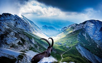 Alpes suizos, el Monte Pilatus, el verano, las monta&#241;as, Lucerna, Alpes, Suiza, Europa