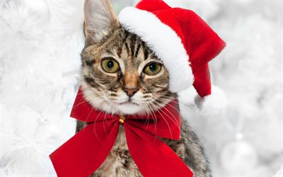 القط, صورة, عيد الميلاد, سانتا كلوز, السنة الجديدة