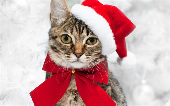 ダウンロード画像 猫 肖像 クリスマス サンタクロース 新年 フリー のピクチャを無料デスクトップの壁紙