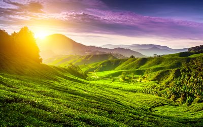 4k, Cameron Highlands, puesta de sol, verano, plantaciones de t&#233;, colinas, Malasia, Asia