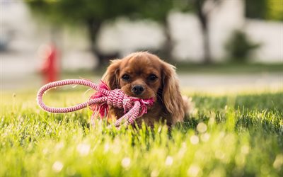Cocker Spaniel, 4k, puppy, pets, dogs, cute animals, lawn