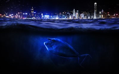 Japan, Hong Kong, fisk, vattnet, natt, Asien