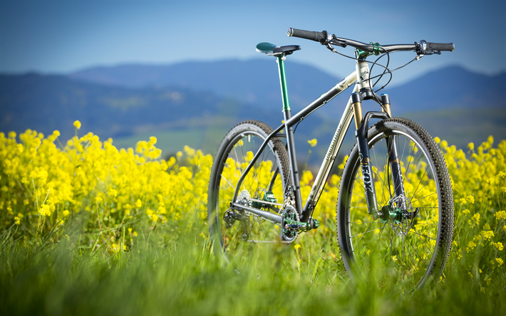 モミ林BeiTune版MTB, 4k, 自転車, 芝生, モミの森